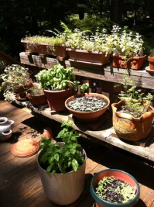 Grow a kitchen herb garden in pots!