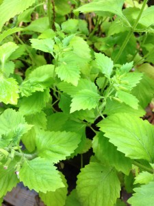 Gorgeous pineapple mint from my garden (Photo Credit: Adroit Ideals)