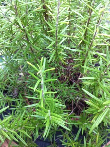 Rosemary is generally deer-resistant!  Plant some in your garden to add spice to your meals.  (Photo Credit: Adroit Ideals)