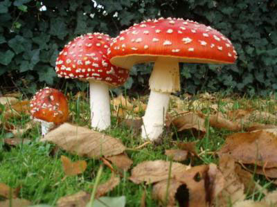 poisonous-mushroom.jpg