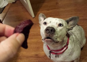 Our dog Atticus just LOVES beets! (Photo Credit: Adroit Ideals)