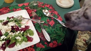 Our dog Atticus loves beets and is hoping for a taste!  (Photo Credit: Adroit Ideals)