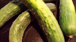 Fresh cucumbers from my neighbor's garden!  (Photo Credit: Adroit Ideals)