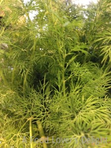 Fresh dill from my garden (Photo Credit: Adroit Ideals)