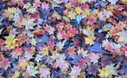 Colorful Fall Leaves (Photo Credit: Adroit Ideals)