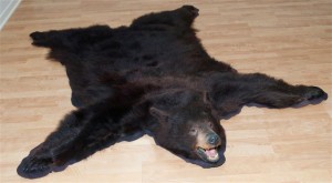 The Pelser's scary bear skin rug looked a lot like this one (Photo Credit: Taxidermy.net)