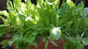 Baby Lettuces are simple to grow in pots on your balcony, patio or deck.  (Photo Credit: Adroit Ideals)