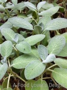 My healthy sage plant that took a turn for the worst this past summer (Photo Credit: Adroit Ideals)