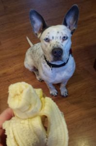 Atticus loves bananas (Photo Credit: Adroit Ideals)