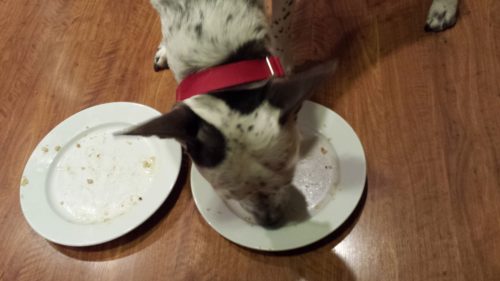 Atticus loves to lick plates (Photo Credit: Adroit Ideals)