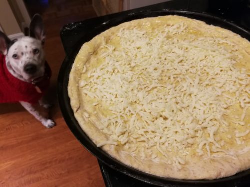 cute dog who loves pizza