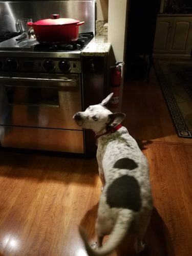Cute dog guards the pan